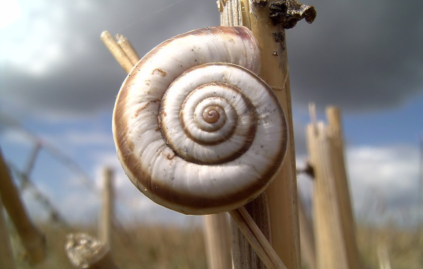 Улитка на колоске