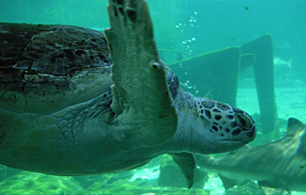 Морская черепаха