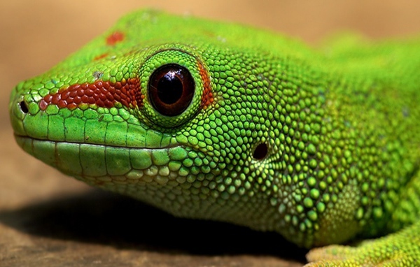 Рептилия амфибия