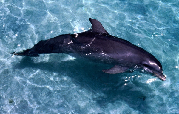 Casual swim dolphin