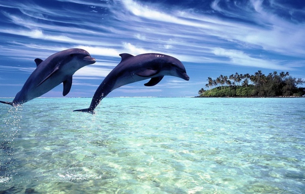 Дельфины