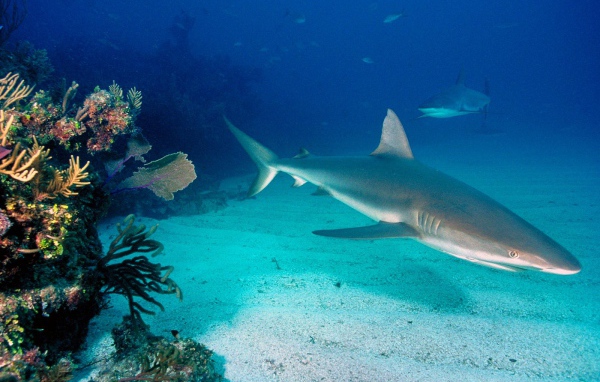 Серые рифовые акулы
