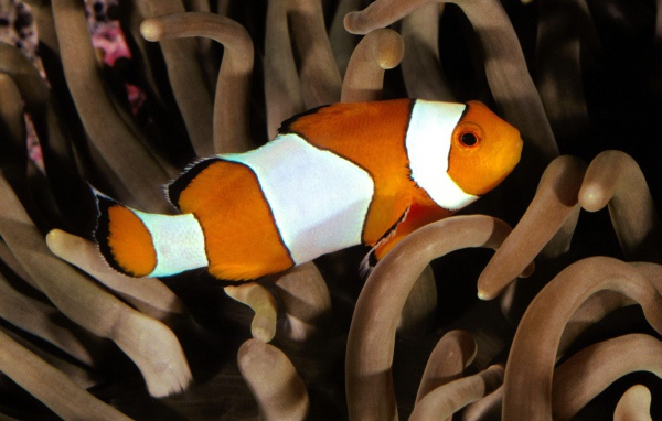 Перкула рыба клоун