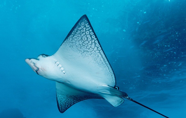 Морской скат