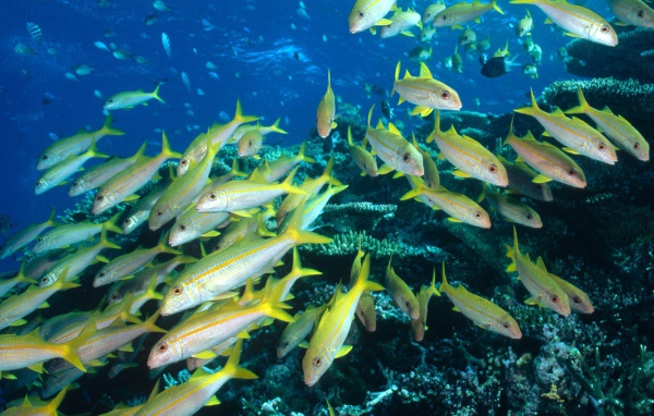 Стая желтых рыбок