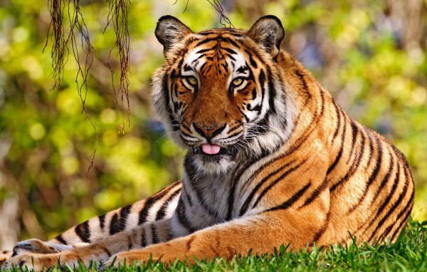 Уссурийский тигр