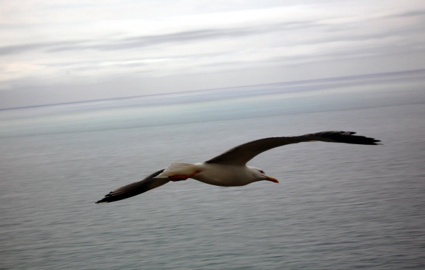 Полет птицы