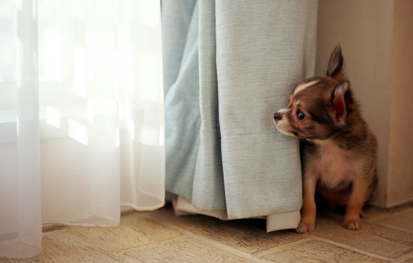 Собака в окне