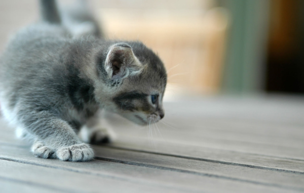 Котенок исследователь