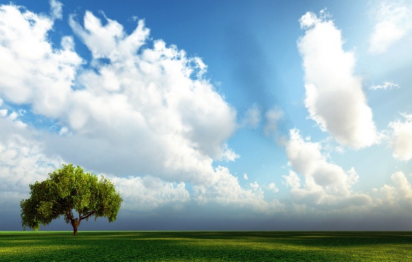 Дерево, поле, облака
