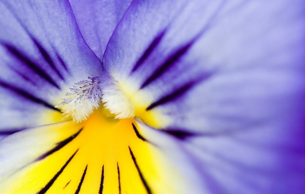 Цветок, Анютины глазки