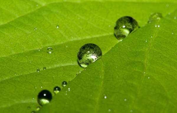 Мокрые листья