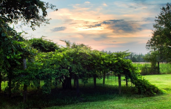 Виноградник