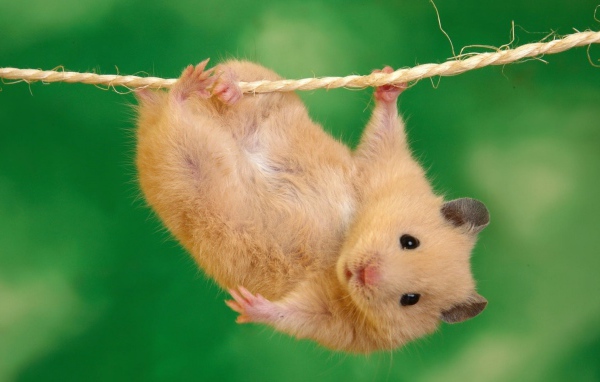 Где зависают хомяки