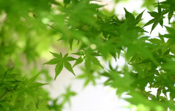 Зеленая листва