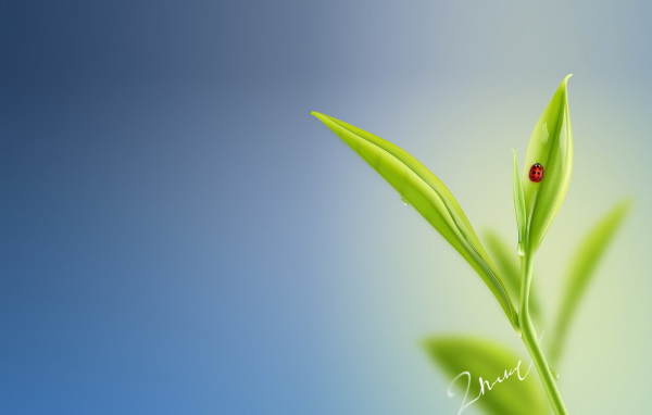 Божья коровка