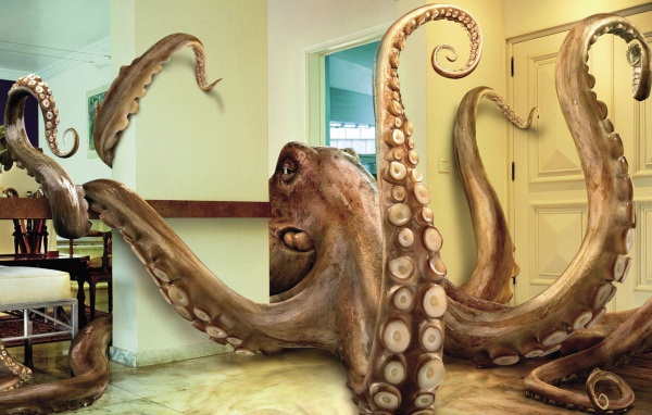 Домашний осминог