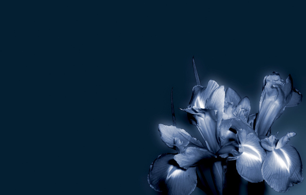 Синие цветок