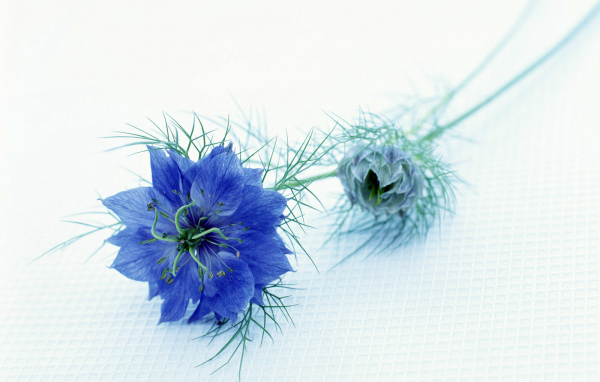 Синий цветок, Цветы