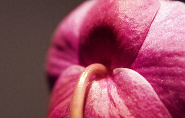 Орхидея Christines, Цветы