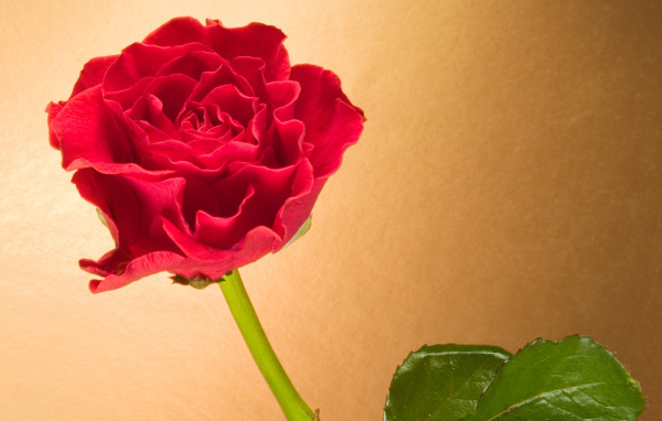 Вьющаяся Красная роза, Цветы