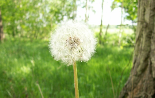 Одуванчик, Цветы