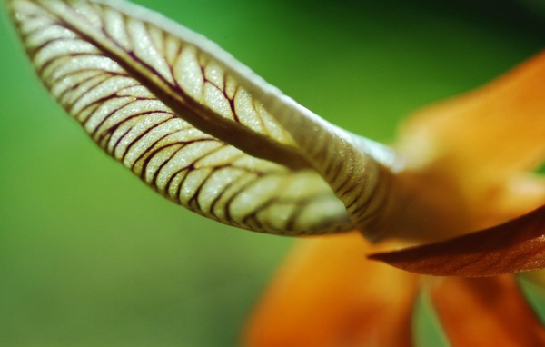 Лист уха, Цветы