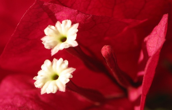 Эмоции Цветов, Цветы