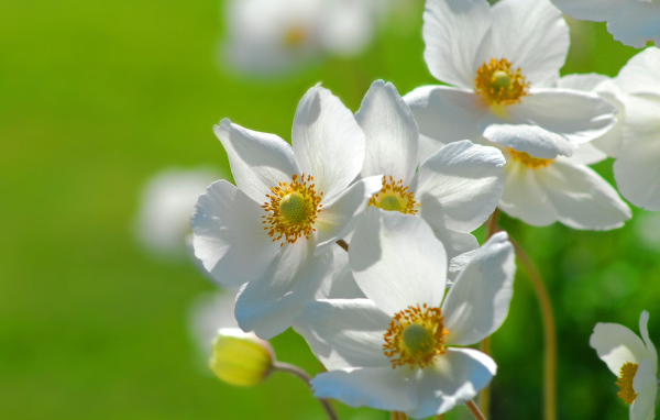 Цветы на траве, Цветах