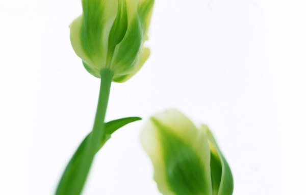 Зеленые тюльпаны, Цветы