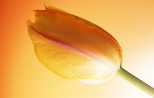 Горячий тюльпан, Цветы