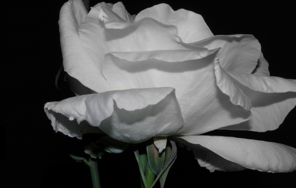 Холодная роза