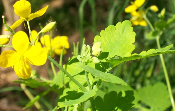 На солнце, Цветы