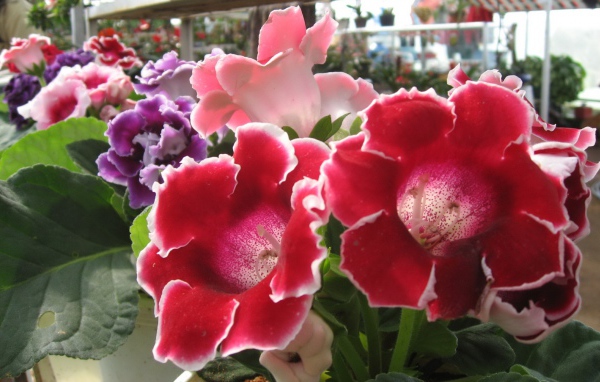 Розы Японии, Цветы