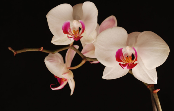 Ночная орхидея