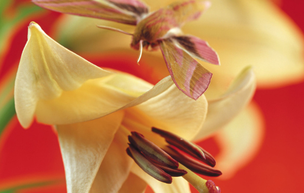 Лилия, Цветы