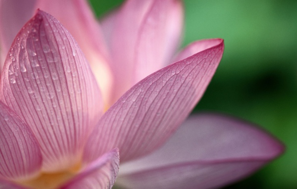 Лотос, Цветы