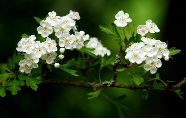 Волшебный расцвет, Цветы