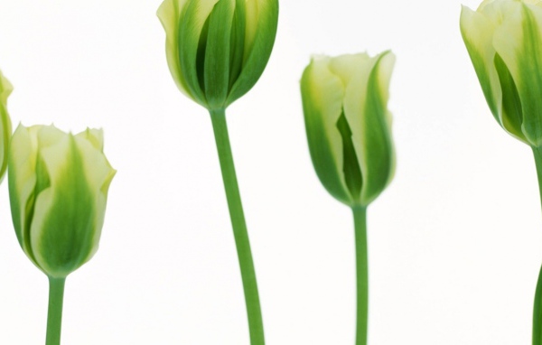 Более зеленые тюльпаны, Цветы