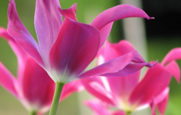 Открытые тюльпаны, Цветы