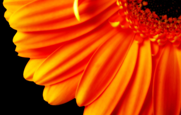 Оранжевый цветок