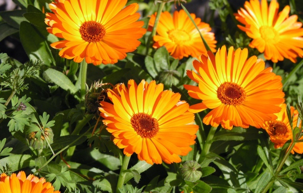 Красивые оранжевые цветы