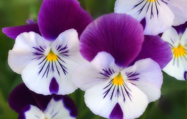 Цветы парка