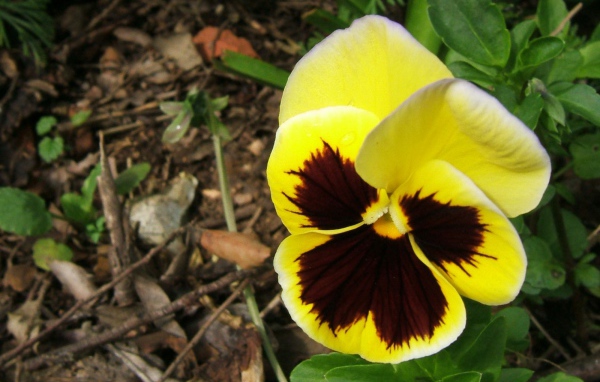 Прекрасная любовь, Цветы