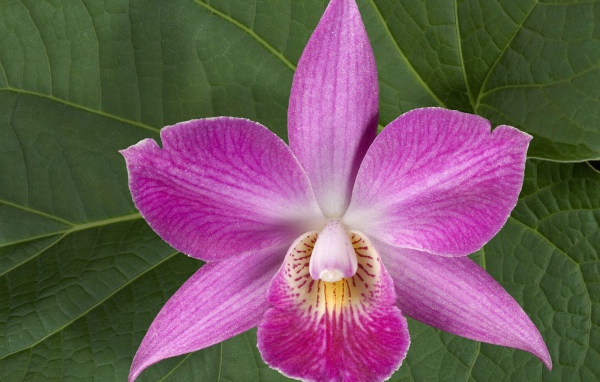 Хурма, Цветы