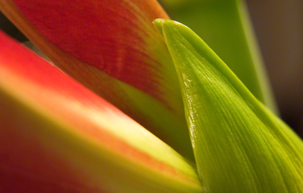 Лепестки, Цветы