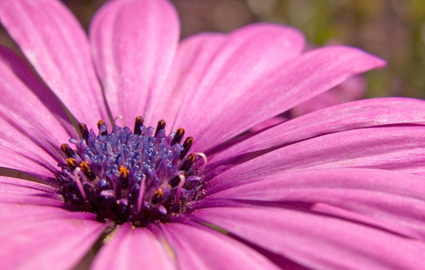 Розовый, Цветы