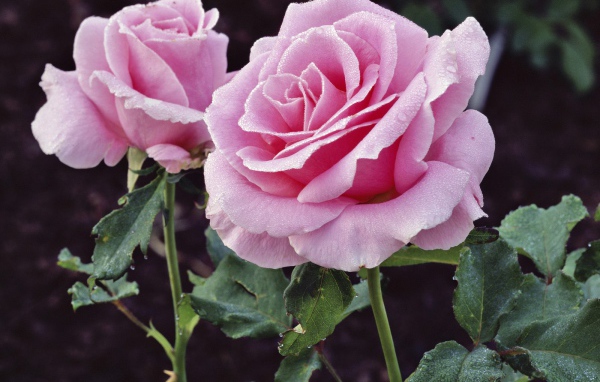 Удовольствие и Страдание, Цветы