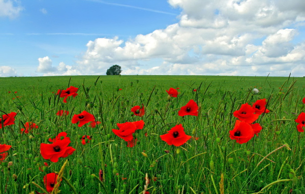 Цветы мака на поле