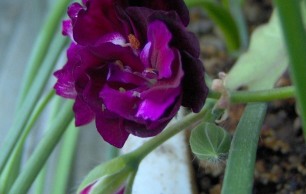 Фиолетовый цветок, Цветы